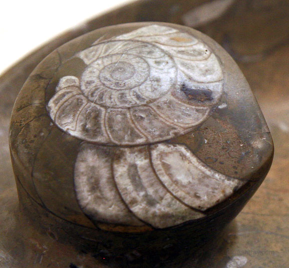Stone Fossil Pipe or Cigar Ashtray